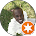 Wanga Wanga